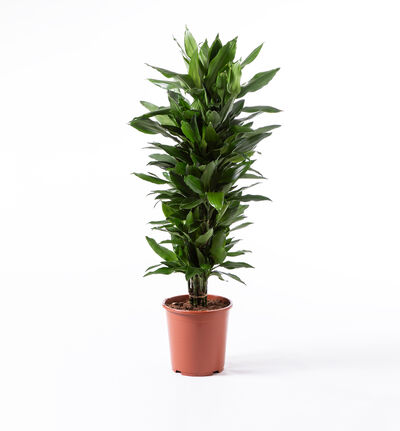 Dracaena Janet Lind Dracaena Janet Lind